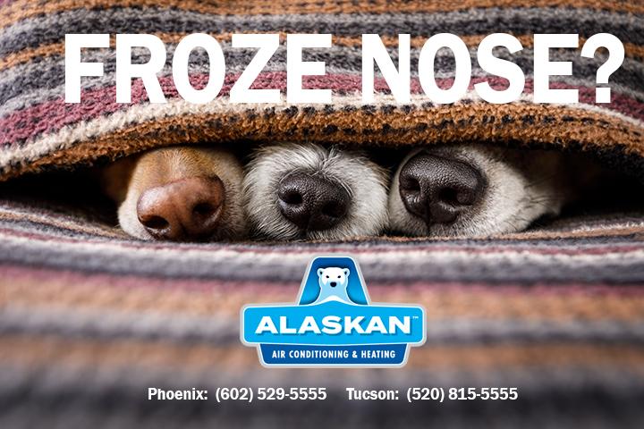 three dog noses sticking out between layers of towel with words "froze nose?" overlaid in white with Alaskan Air Conditioning and Heating logo and contact phone numbers